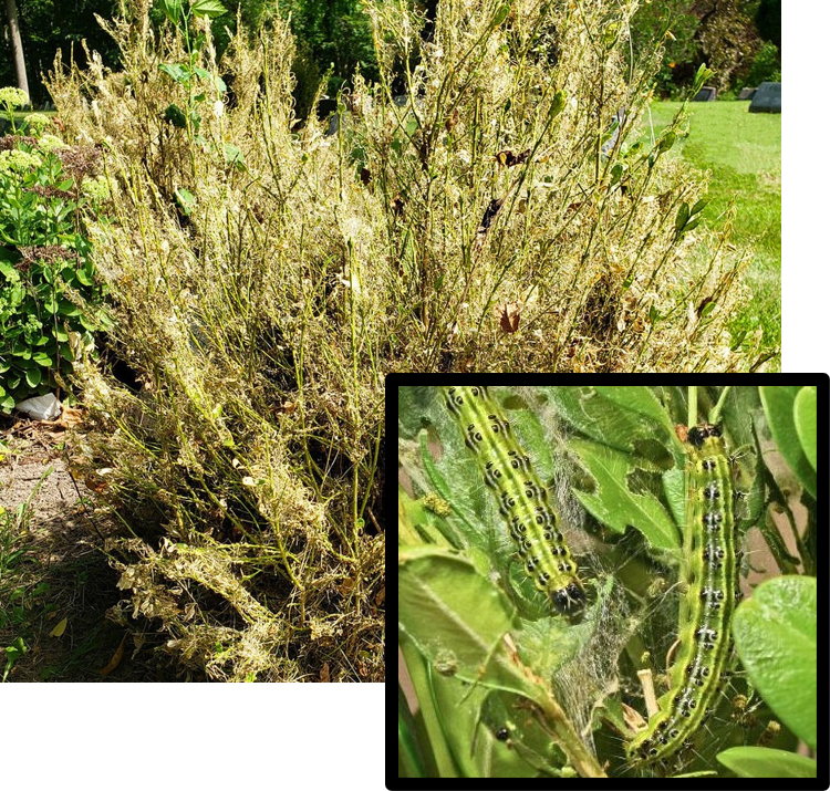 Severely defoliated boxwood shrub with brown, dried foliage and webbing; inset close-up shows green and black-striped box tree moth caterpillars feeding on leaves within silken webbing.